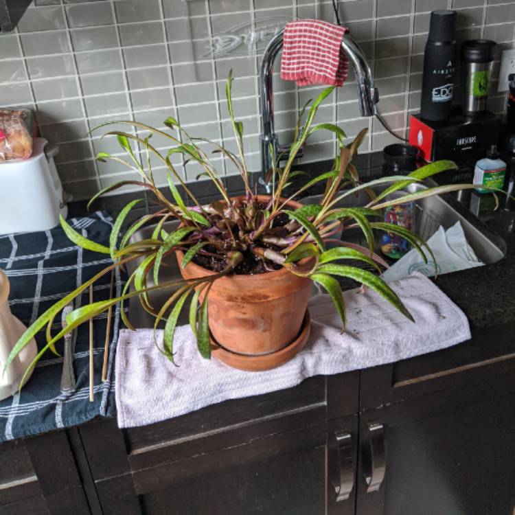 plant image 1271826 plant image 1271826