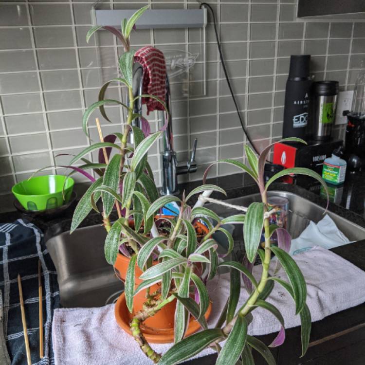 plant image 1271827 plant image 1271827