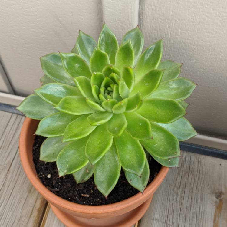 plant image 1278232 plant image 1278232