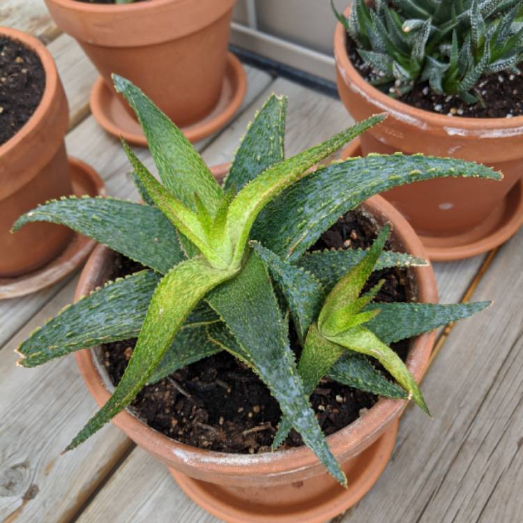 plant image 1278277 plant image 1278277