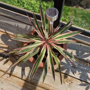 Yucca filamentosa 'Bright Edge'