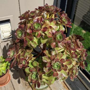 Aeonium Arboreum var.Rubrolineatum