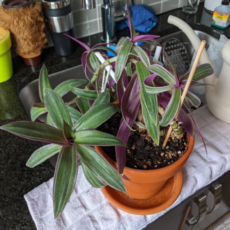plant image 1341368 plant image 1341368