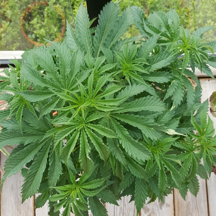 plant image 1353259 plant image 1353259
