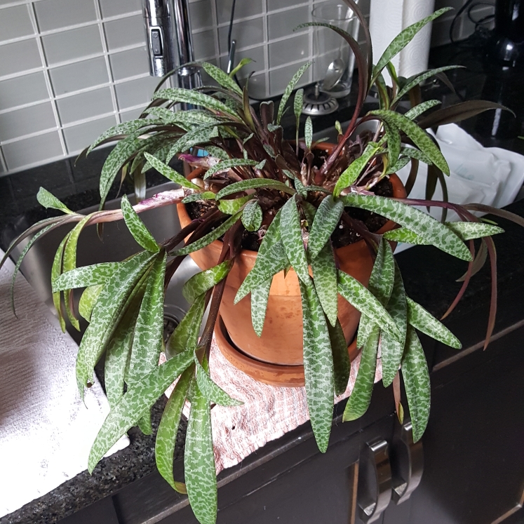 plant image 1362174 plant image 1362174