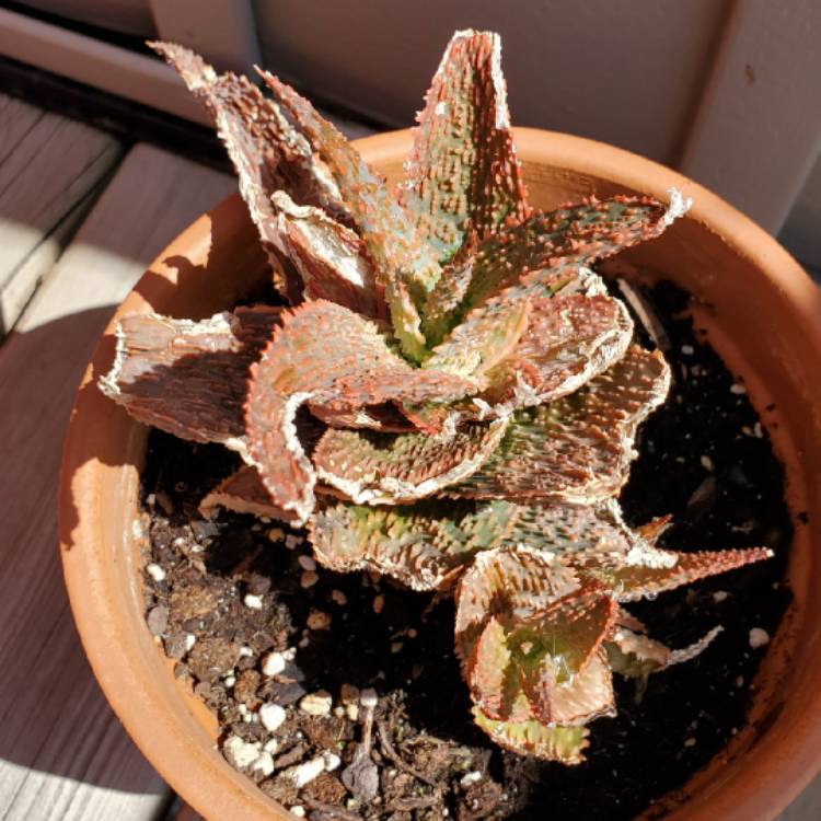 plant image 1375091 plant image 1375091
