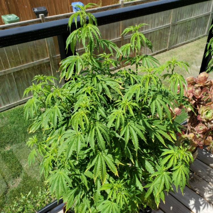 plant image 1375104 plant image 1375104