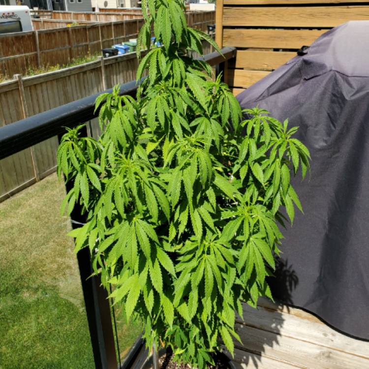 plant image 1375107 plant image 1375107