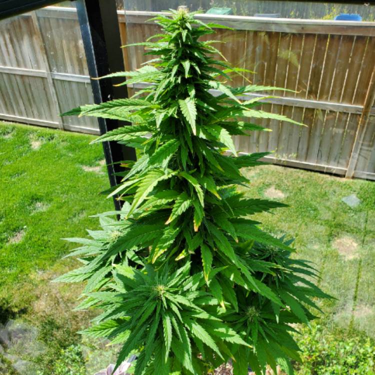 plant image 1375108 plant image 1375108