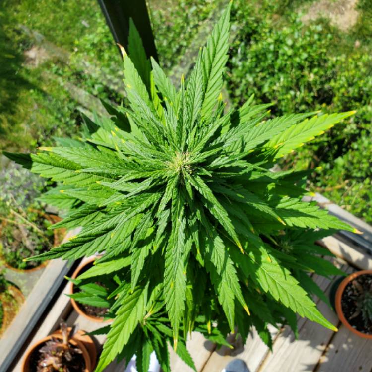 plant image 1375109 plant image 1375109