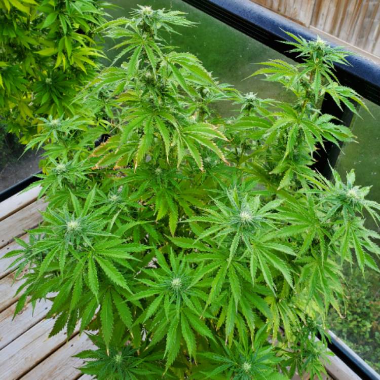 plant image 1389279 plant image 1389279