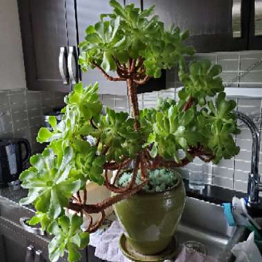 Aeonium Arboreum var.Rubrolineatum