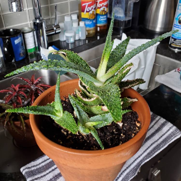 plant image 1472562 plant image 1472562