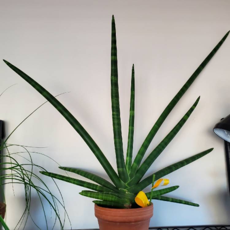 plant image 1547925 plant image 1547925