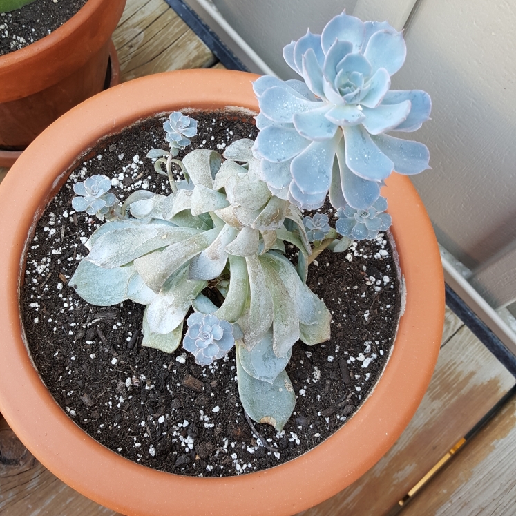 plant image 712934 plant image 712934