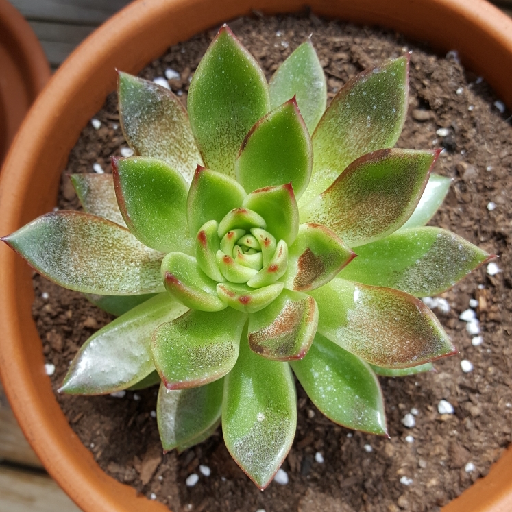 plant image 728404 plant image 728404
