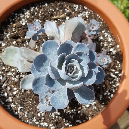 plant image 728954 plant image 728954