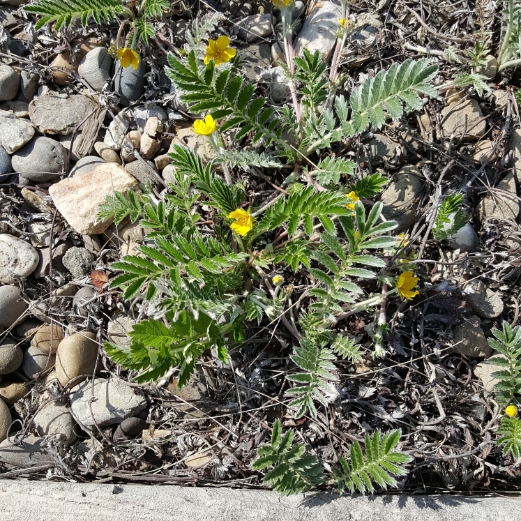 Plant image Potentilla anserina syn. Argentina anserina