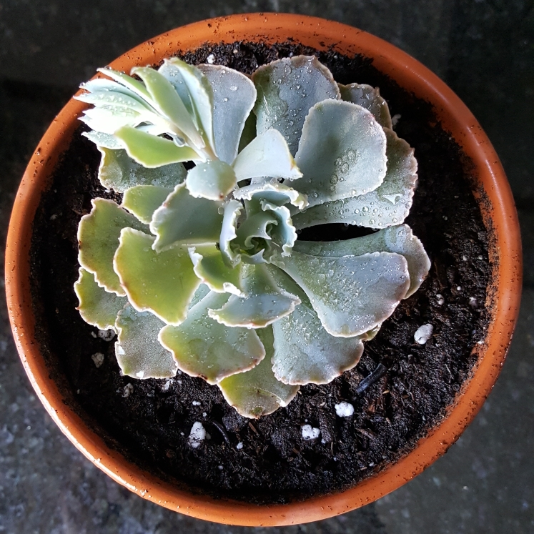 plant image 736330 plant image 736330