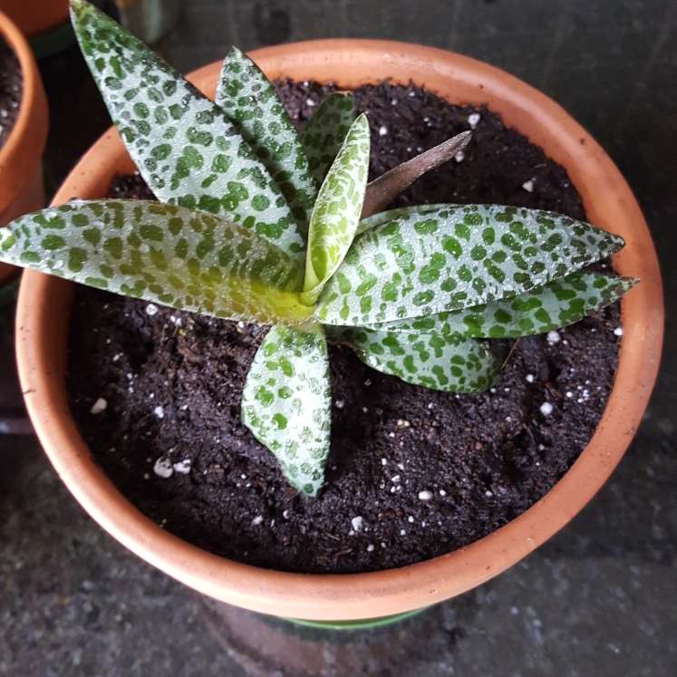 plant image 736426 plant image 736426