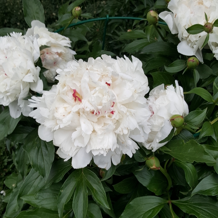 Plant image Paeonia lactiflora 'Angel Cheeks'