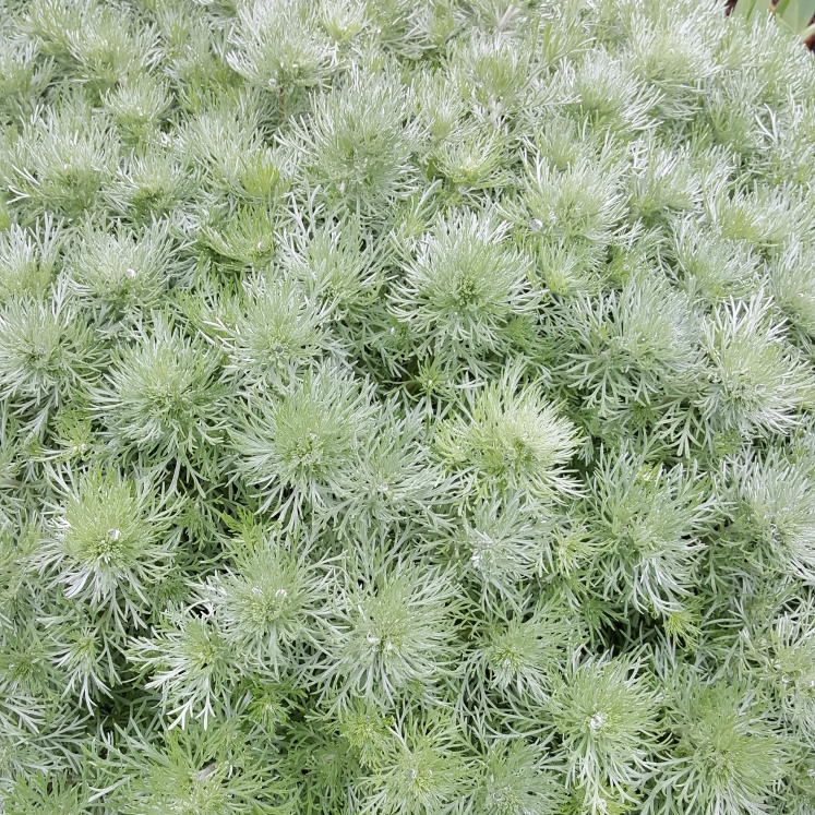 Plant image Artemisia schmidtiana 'Nana'