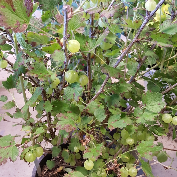 Plant image Ribes uva-crispa 'Hinnonmaki Grun'