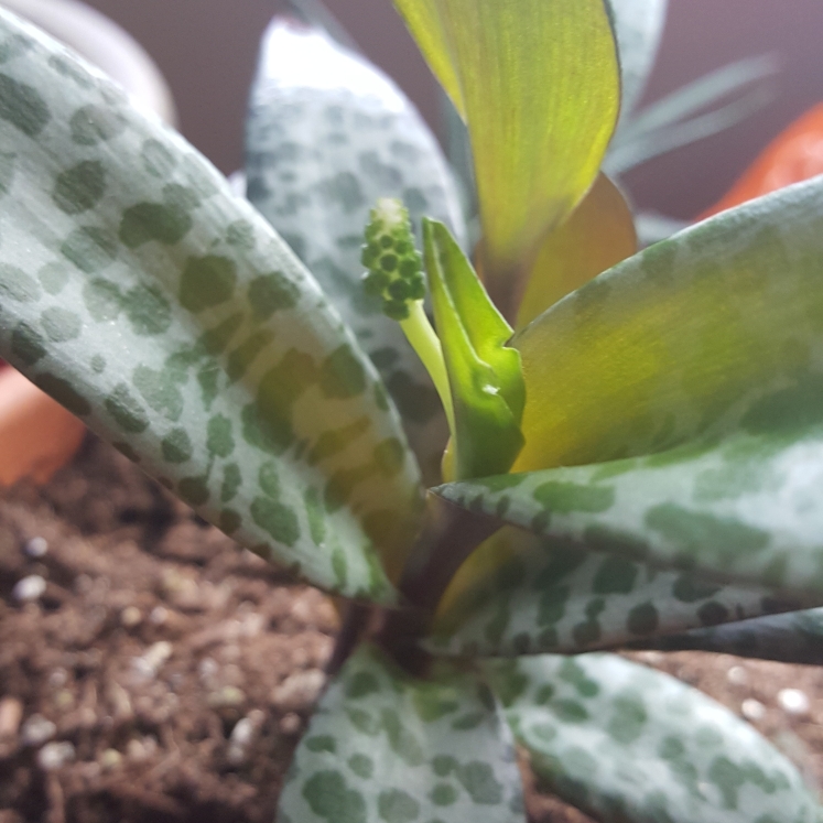 plant image 756449 plant image 756449