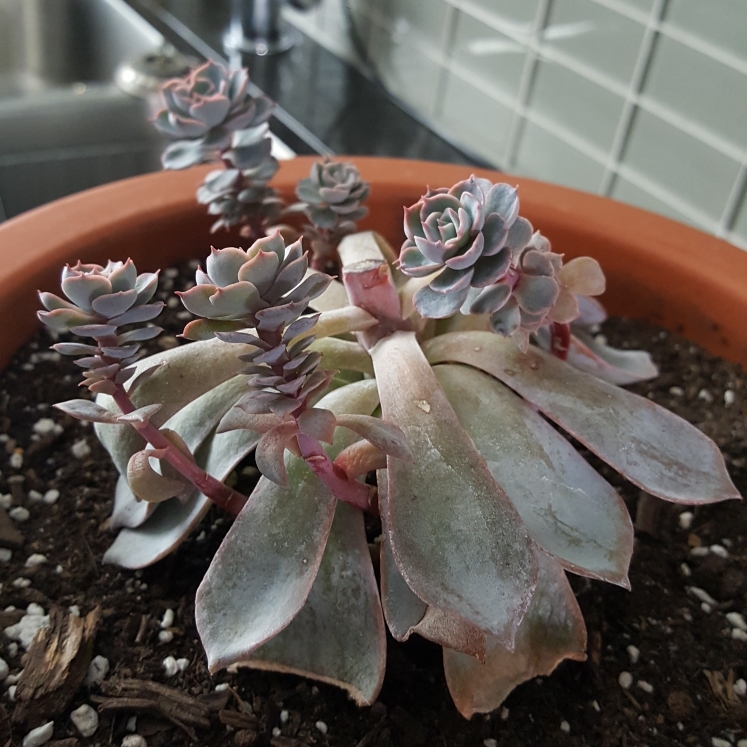 plant image 764077 plant image 764077