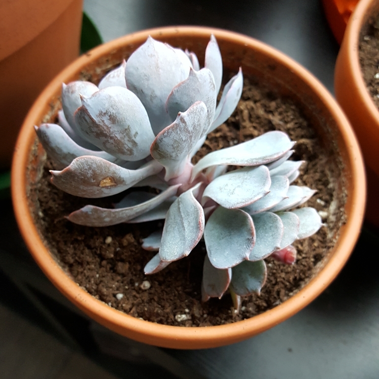 plant image 764078 plant image 764078