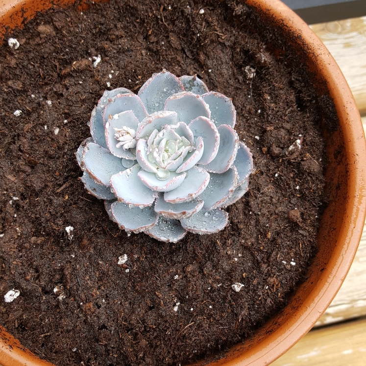 plant image 765749 plant image 765749