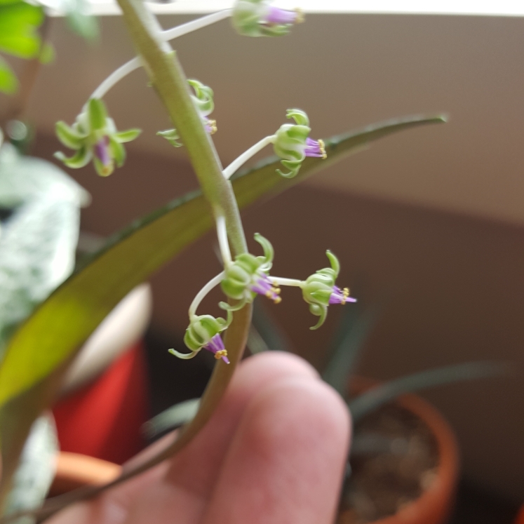 plant image 774846 plant image 774846