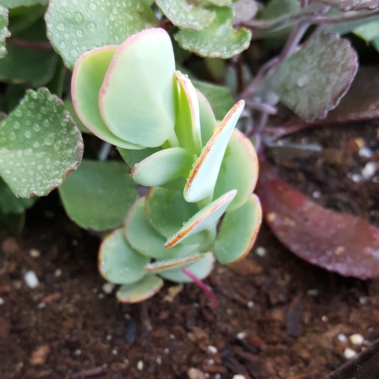plant image 776454 plant image 776454