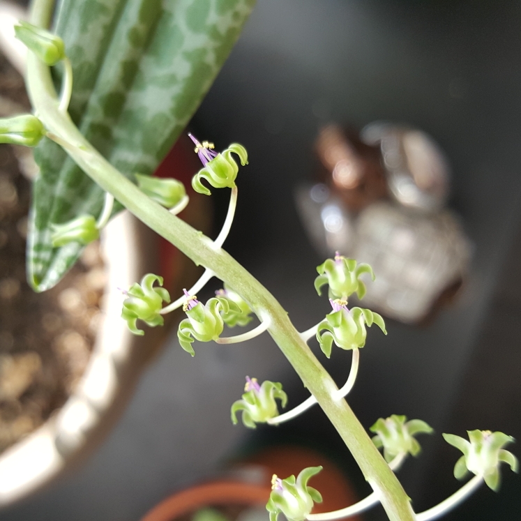 plant image 779336 plant image 779336