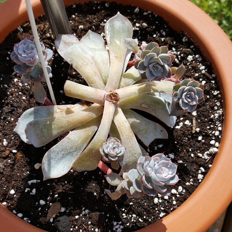 plant image 780466 plant image 780466