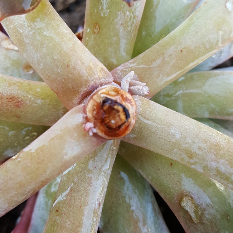 plant image 791703 plant image 791703