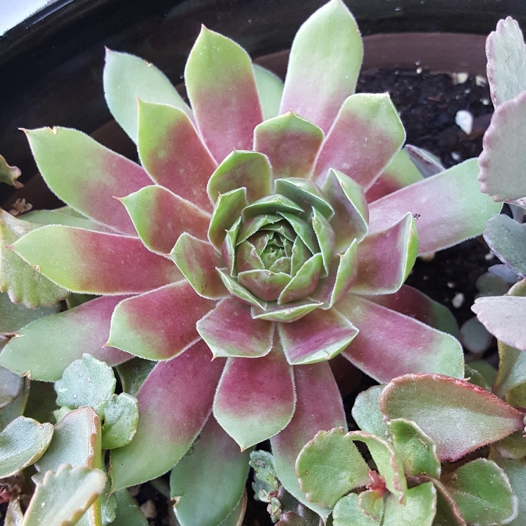plant image 800773