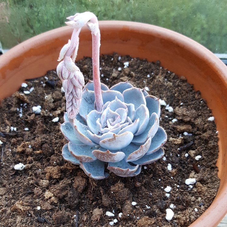 plant image 800775 plant image 800775