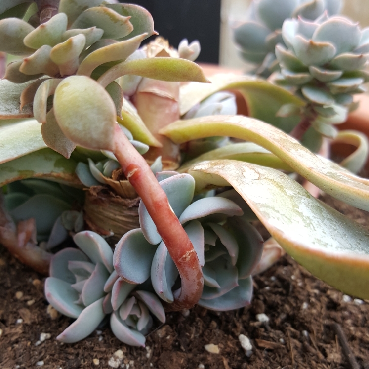 plant image 805443 plant image 805443