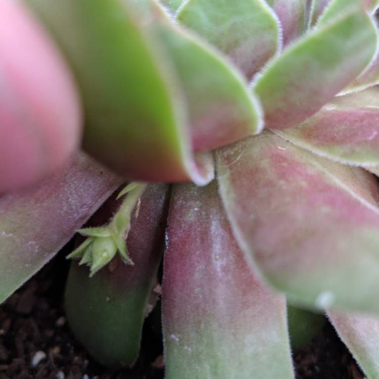 plant image 819058