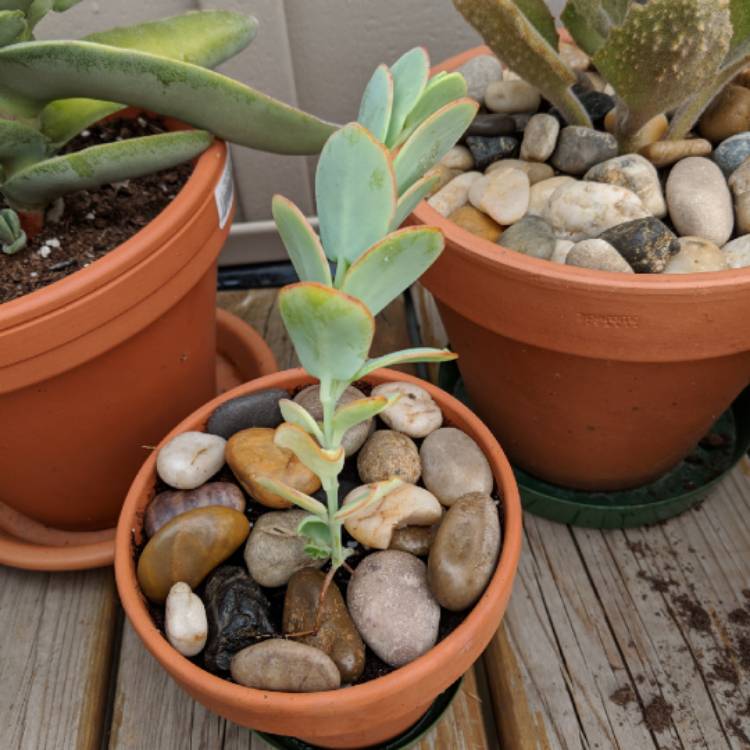 plant image 821523 plant image 821523