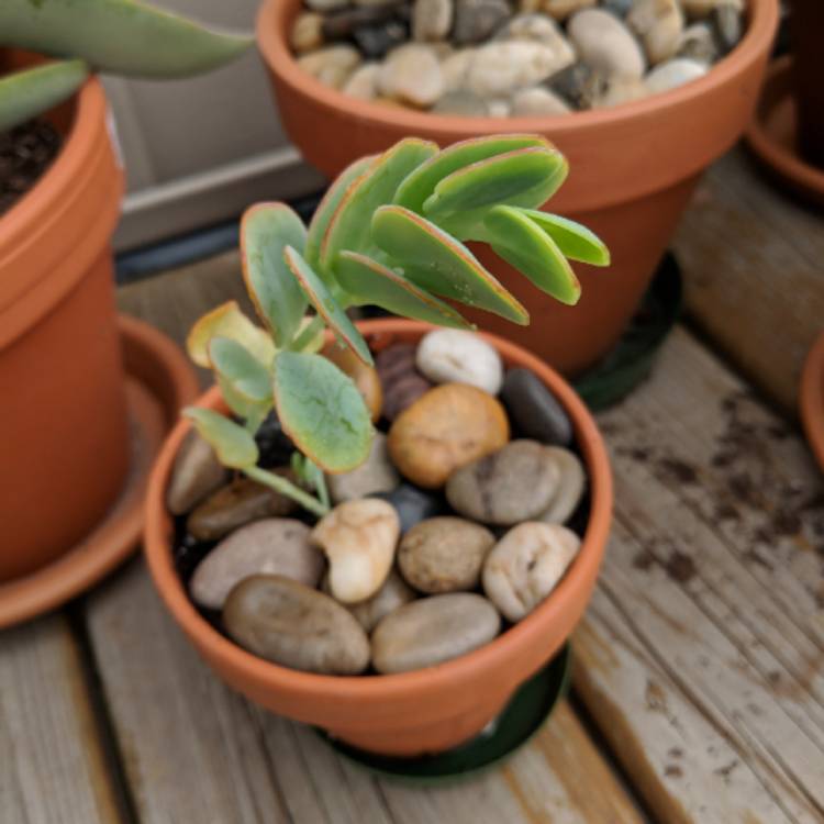 plant image 821524 plant image 821524