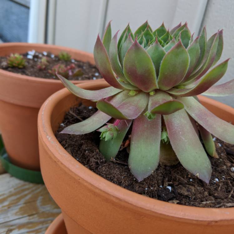 plant image 835481