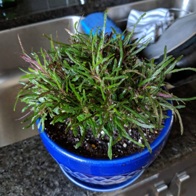 plant image 835568 plant image 835568