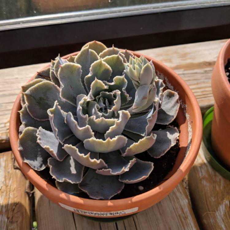 plant image 835641 plant image 835641
