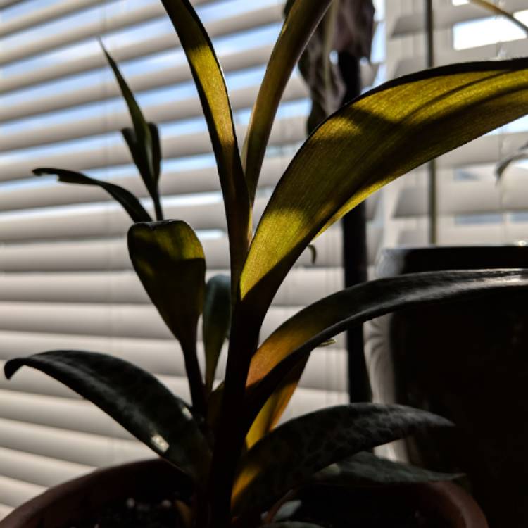plant image 835646 plant image 835646