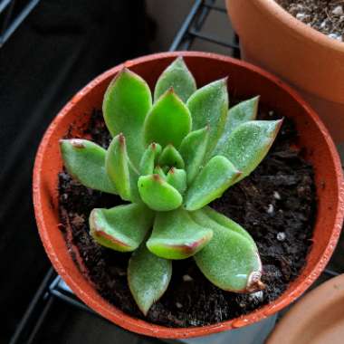 Echeveria Agavoides Lem