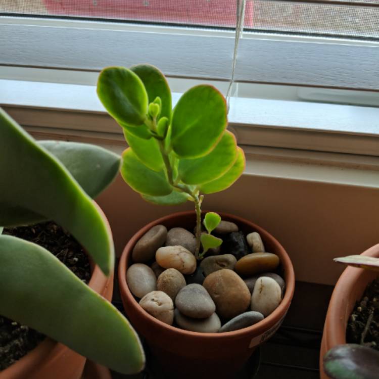 plant image 840383 plant image 840383