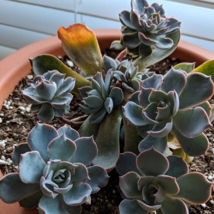 plant image 840388 plant image 840388