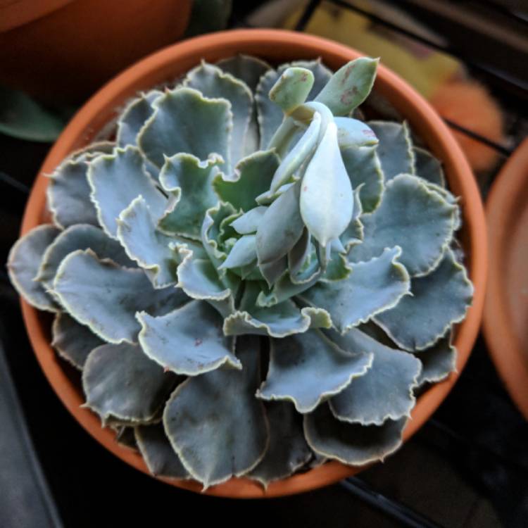 plant image 842786 plant image 842786